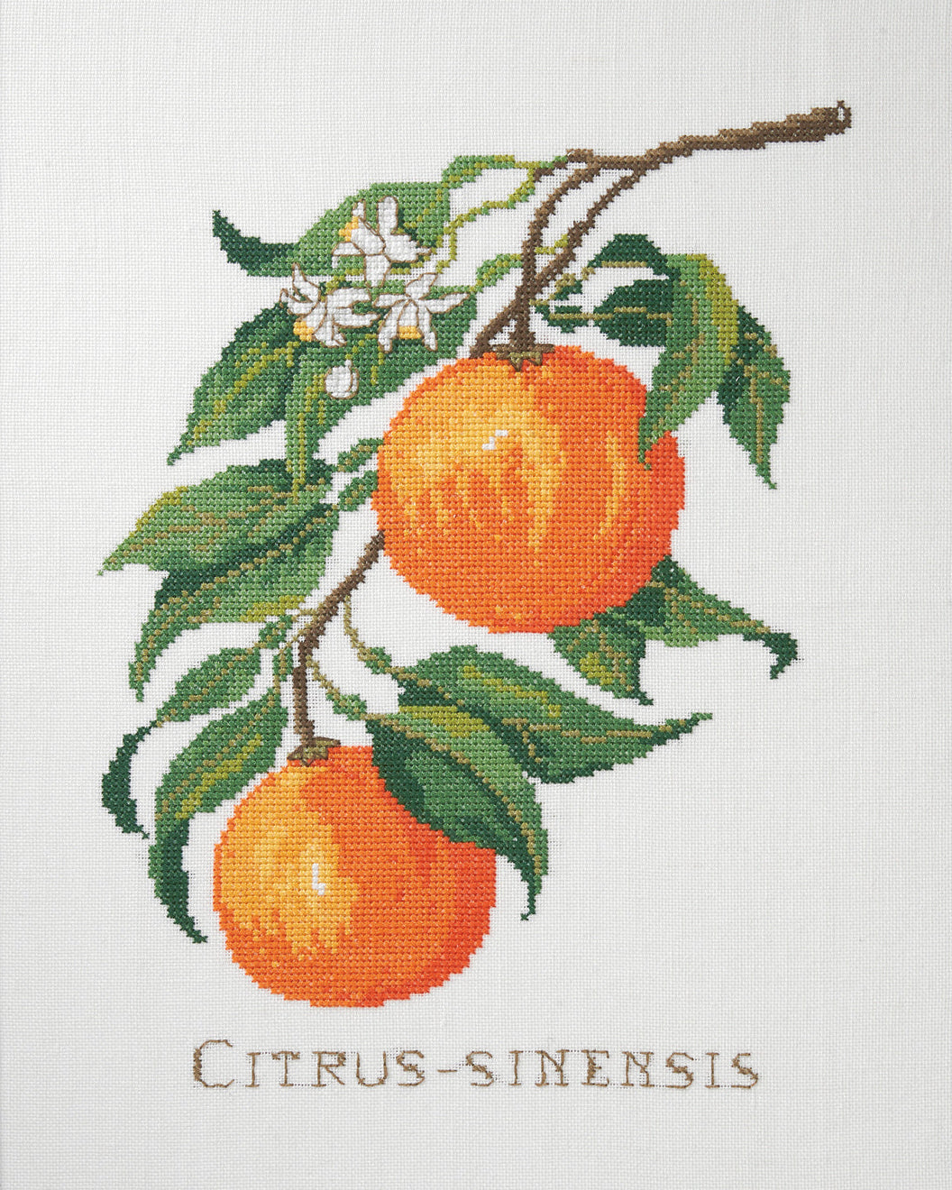 Citrus-sinensis – Broderikit (29 x 39 cm)