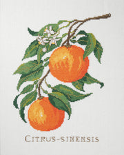 Citrus-sinensis – Broderikit (29 x 39 cm)
